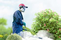 Обработка сада от паразитов - необходимые меры и их регулярность  во Владимире