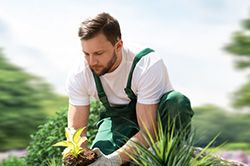 Озеленение и городское благоустройство, создание комфортной среды  во Владимире
