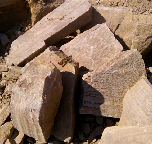 Kamenclub.ru: Песчаник пластушка желтый с рисунком (7-15 см)  купить во Владимире плитняк - пластушка - бут желтый песчаник 10200 руб/м3   фото КАМЕНЬ КЛУБ