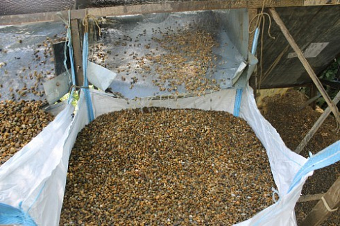 Kamenclub.ru: Галька окат (серо-желтая) фр.10-20 мм. купить  во Владимире галька серо-желтая, рыжая, серый речная окатанная округлая галька 5000 руб/т   фото КАМЕНЬ КЛУБ