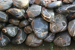 Kamenclub.ru: Валунчик Паутинник фр.100-300 мм  купить во Владимире крупный природный камень галечник темно-серый с прожилками белый черный речной валунчик 5000 руб/т   фото КАМЕНЬ КЛУБ