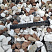 Kamenclub.ru: Мраморная крошка (щебень крошка микс : белый-черный-розовый) фр. 20-40 мм.  купить во Владимире мрамор белый, черный, розовый декоративная ландшафтная крошка 12000 руб/т   фото КАМЕНЬ КЛУБ
