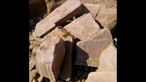 Kamenclub.ru: Песчаник пластушка желтый с рисунком (4-6 см)  купить во Владимире плитняк пластушка желтый с рисунком песчаник 9 000 руб/м3   фото КАМЕНЬ КЛУБ