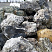 Kamenclub.ru: Черный гранит - кварцит фр. 500-1000 мм.  купить во Владимире гранит кварцит черный серый белый скальный колотый валун 9750 руб/т   фото КАМЕНЬ КЛУБ