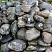 Kamenclub.ru: Валунчик Паутинник фр.100-300 мм  купить во Владимире крупный природный камень галечник темно-серый с прожилками белый черный речной валунчик 5000 руб/т   фото КАМЕНЬ КЛУБ
