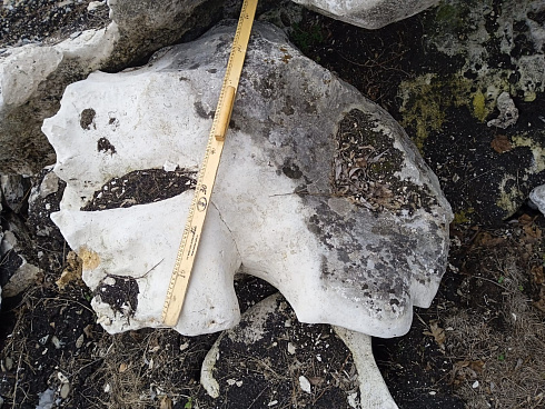 Kamenclub.ru: Выветренный известняк со мхом фр. 100-500 мм.  купить во Владимире известняк серый белый зеленый валун известняковый крупный 10000 руб/т   фото КАМЕНЬ КЛУБ