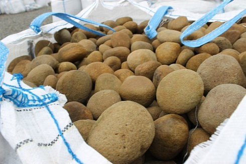 Kamenclub.ru: Песчаник ядра, фр. 100-300 мм  купить во Владимире песчаник бежевый серый рыжий речная галька 5 000 руб/т   фото КАМЕНЬ КЛУБ