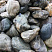 Kamenclub.ru: Речной валун Кабанчик фр.300-500 мм.  купить во Владимире крупный природный камень галька серый, темно-серый речной валун галечник масштабный 7000 руб/т   фото КАМЕНЬ КЛУБ