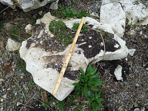 Kamenclub.ru: Выветренный известняк со мхом фр. 100-500 мм.  купить во Владимире известняк серый белый зеленый валун известняковый крупный 10000 руб/т   фото КАМЕНЬ КЛУБ