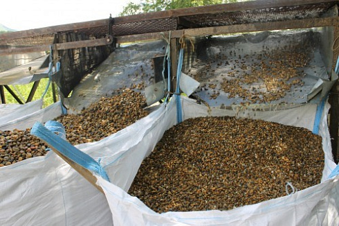 Kamenclub.ru: Галька окат (серо-желтая) фр.10-20 мм. купить  во Владимире галька серо-желтая, рыжая, серый речная окатанная округлая галька 5000 руб/т   фото КАМЕНЬ КЛУБ