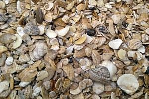 Морская ракушка фр. 5-20 мм  купить во Владимире фото Камень Клуб