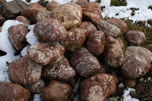 Kamenclub.ru: Розовый валунчик фр.100-300 мм.  купить во Владимире крупный природный камень розовый, серый молочный красный речной галечник природный 7850 руб/т   фото КАМЕНЬ КЛУБ